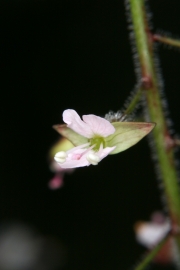 Groes Hexenkraut (Circaea lutetiana)
