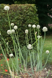 Zwiebel (Allium cepa)