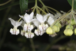 Breitlaubige Seidenpflanze (Gomphocarpus physocarpus)  - Bltenstand