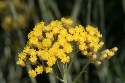 Mittelmeer-Strohblume (Helichrysum stoechas)