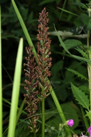geflecktes Knabenkraut (Dactylorhiza maculata) - Bltenstand verblht