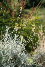 Mittelmeer-Strohblume (Helichrysum stoechas)