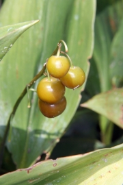 Maiglckchen (Convallaria majalis) - Fruchtstand