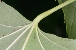Silber-Linde (Tilia tomentosa) 