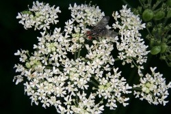 Wald-Engelwurz (Angelica sylvestris)  - doppelte Doldenblte