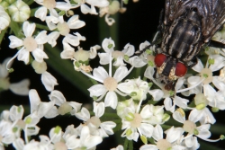 Wald-Engelwurz (Angelica sylvestris)  - Einzelblten