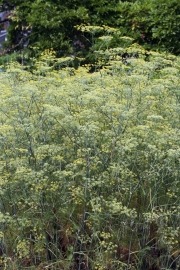 Fenchel (Foeniculum vulgare)  - Pflanze