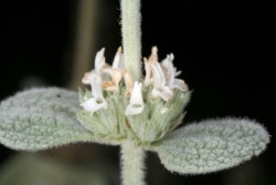 Andorn (Marrubium vulgare)