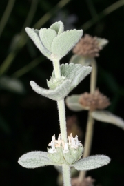 Andorn (Marrubium vulgare)
