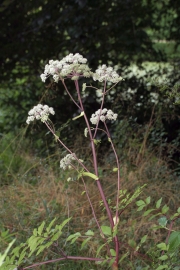 Wald-Engelwurz (Angelica sylvestris) 