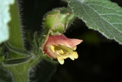 Grobltige Braunwurz (Scrophularia grandiflora)