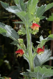 Grobltige Braunwurz (Scrophularia grandiflora) 