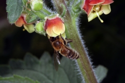 Grobltige Braunwurz (Scrophularia grandiflora)  mit Honigbiene