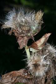Kohldistel (Cirsium oleraceum)
