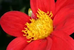 Scharlach-Dahlie (Dahlia coccinea) - Blüte 