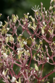 Echter Baldrian (Valeriana officinalis) - Fruchtstand