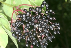 Schwarzer Holunder (Sambucus nigra) - Fruchtstand