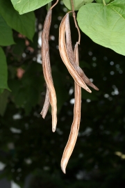 Trompetenbaum (Catalpa bignonioides)