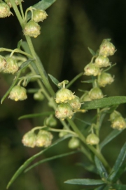 Estragon (Artemisia dracunculus)