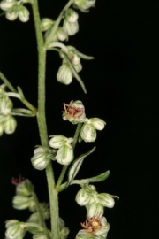 Beifu (Artemisia vulgaris)