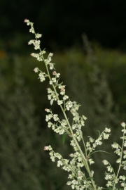 Beifu (Artemisia vulgaris)
