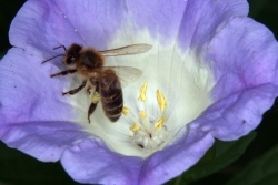Giftbeere (Nicandra physaloides) mit Honigbiene