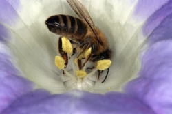 Giftbeere (Nicandra physaloides) mit Honigbiene