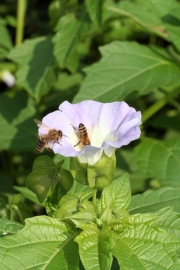 Giftbeere (Nicandra physaloides) mit Honigbienen