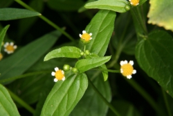 Kleinbltige Knopfkraut (Galinsoga parviflora)