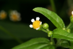 Kleinbltige Knopfkraut (Galinsoga parviflora)