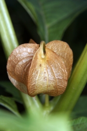 Giftbeere (Nicandra physaloides)
