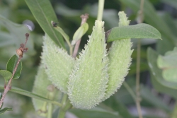 Gewhnliche Seidenpflanze (Asclepias syriaca) 