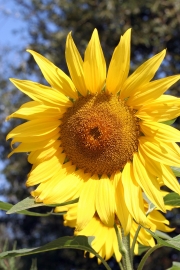Sonnenblume (Helianthus annuus)