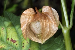 Giftbeere (Nicandra physaloides)  - Frucht