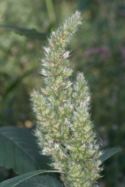 Zurckgebogener Amarant (Amaranthus retroflexus)