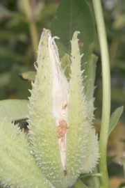 Gewhnliche Seidenpflanze (Asclepias syriaca) 