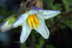 Nachtschatten (Solanum spec.) 
