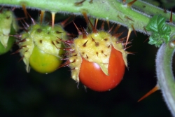 Nachtschatten (Solanum spec.) 