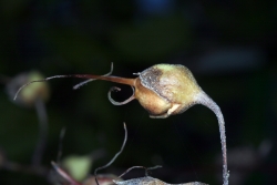 Japanische Wachsglocke (Kirengeshoma palmata) 