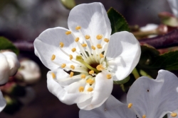 Kirsche (Prunus avium)