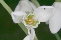 Kleines Schneeglckchen (Galanthus nivalis)