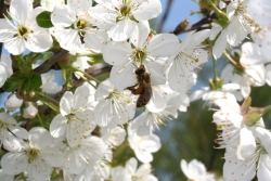 Kirsche (Prunus avium)