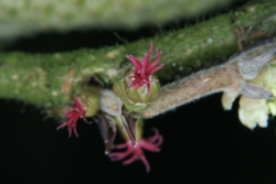 Gemeine Hasel (Corylus avellana)  - weibliche Blte