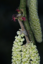 Gemeine Hasel (Corylus avellana) - weibliche Blten und mnnliche Bltenstnde 