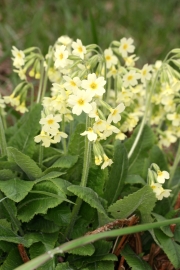 Hohe Schlsselblume (Primula elatior) 