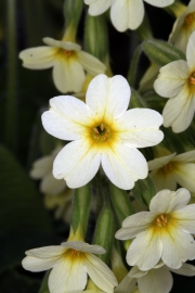 Hohe Schlsselblume (Primula elatior) 