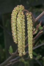 Grn-Erle (Alnus viridis)  - mnnlicher Bltenstand