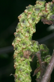 Grn-Erle (Alnus viridis)  - mnnliche Blten