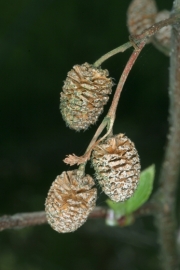 Grn-Erle (Alnus viridis)  - Fruchtstnde