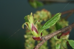 Grn-Erle (Alnus viridis)  - weiblicher Bltenstand
